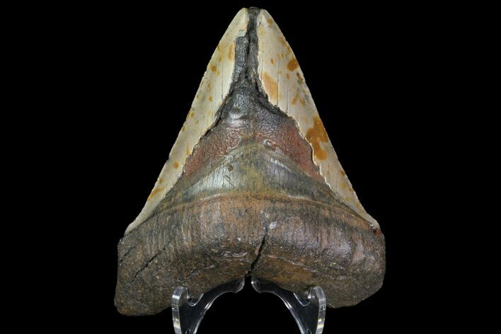 Bargain, Megalodon Tooth - North Carolina #83953